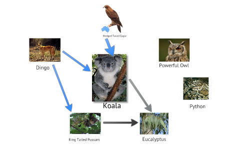 Выдра пищевая цепь. Цепочка питания коалы. Цепь питания кенгуру. Пищевая цепь питания коалы. Место коалы в пищевой цепи.