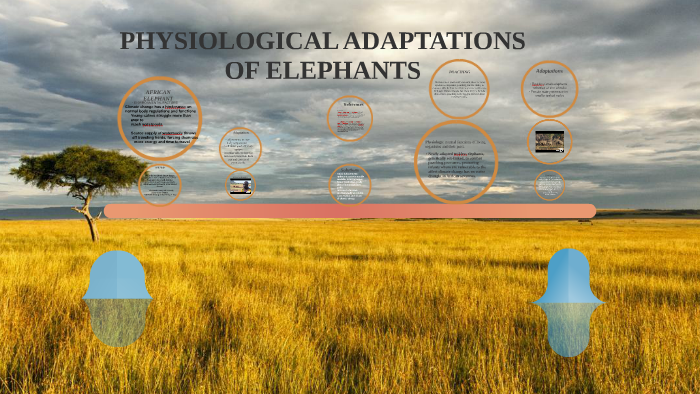 PHYSIOLOGICAL ADAPTATIONS OF ELEPHANTS by Monique Monroe on Prezi