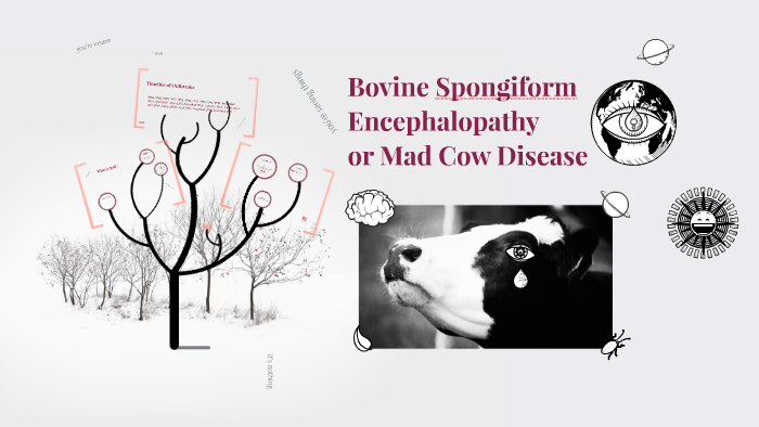Bovine Spongiform Encephalopathy by Max C H on Prezi