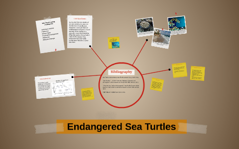 Endangered Sea Turtles by Rhiannon Young on Prezi