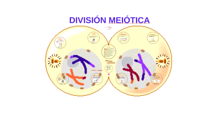 DIVISIÓN MEIÓTICA by Karla Velásquez Jiménez