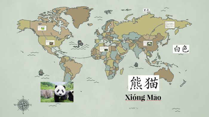 Xiong Mao by Aline Aguilar on Prezi