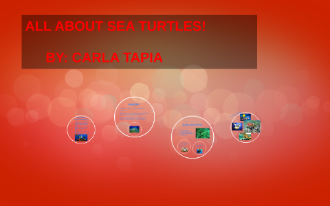 ALL ABOUT SEA TURTLES! by Carla Tapia on Prezi