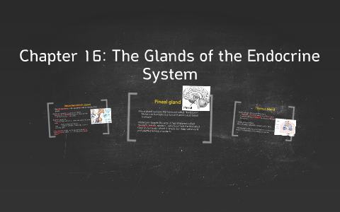 Chapter 16 The Endocrine System By On Prezi