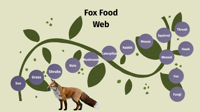 Fox Food Chain by Adel Awan on Prezi