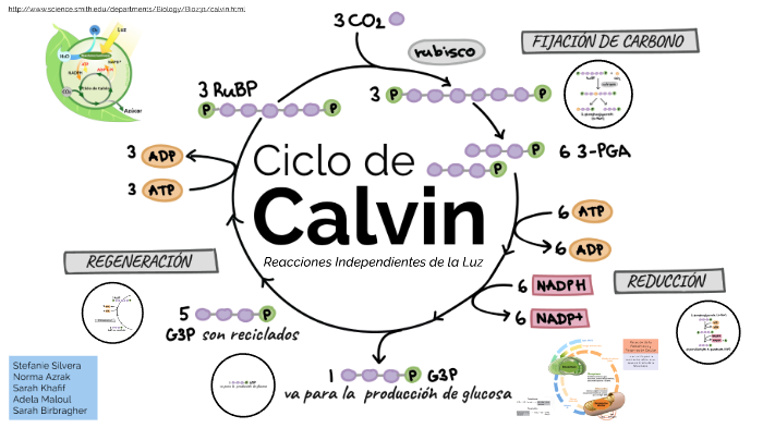 Fotos ntesis Ciclo De Calvin By Stefanie Silvera On Prezi