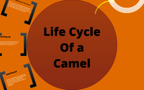 Camel Spider Life Cycle