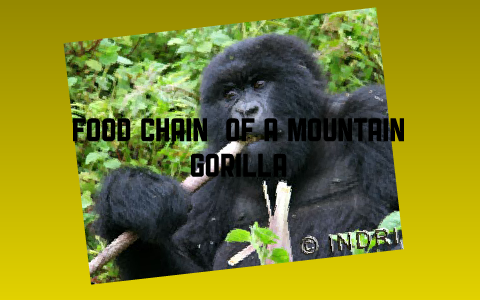 food chain of a mountain gorilla by justin griesemer on Prezi