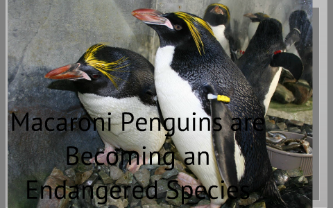 Macaroni Penguins Are Becoming Endangered by Angie Leon on Prezi