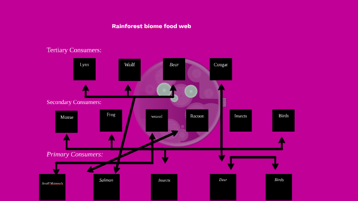 Rainforest biome food web by julia miller