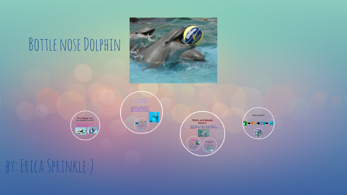 Bottlenose Dolphin by Erica Sprinkle on Prezi