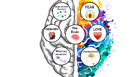 Copy of the brain