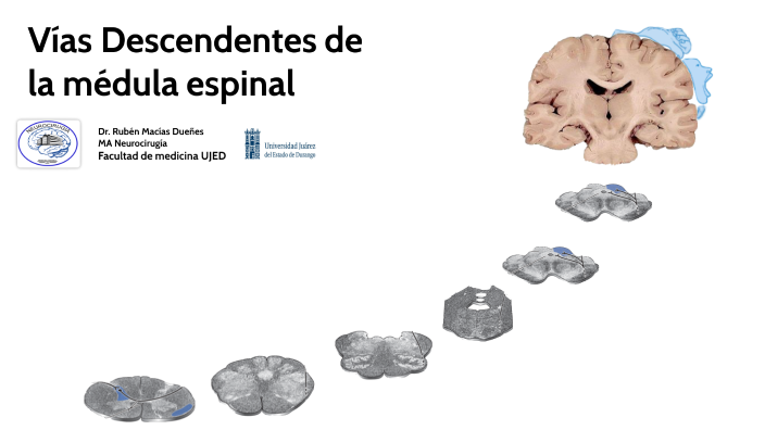 Vías Descendentes de la médula espinal by Dr. Ruben Macias on Prezi