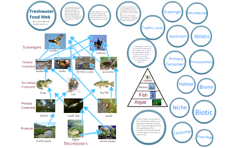 freshwater ecosystem food pyramid