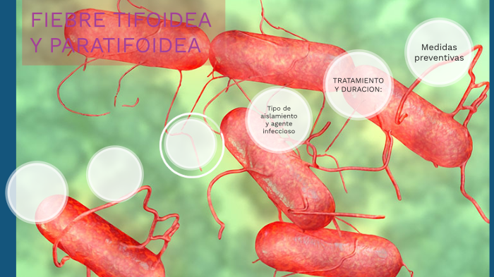 Fiebre Tifoidea Y Paratifoidea By Mercedes Vilanova Trenor On Prezi