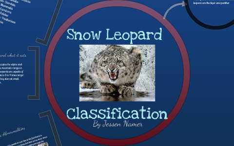 Snow Leopard Classification by Jessen Namer