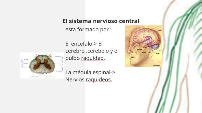 sistema nervioso by claudia Navalón Benítez on Prezi