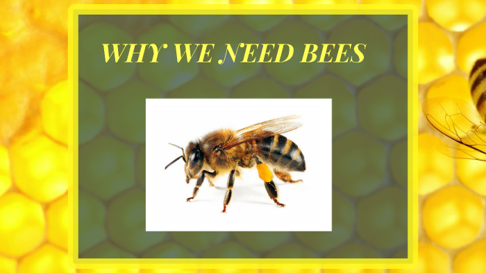 WHY WE NEED BEES by Asia Webb on Prezi