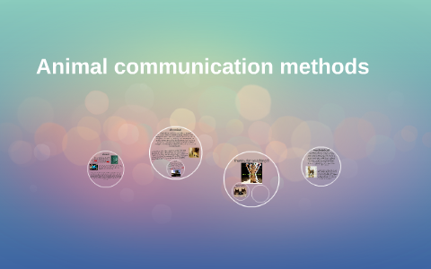 Animal Communication Chart Animal communication methods by Heather Angus on Prezi