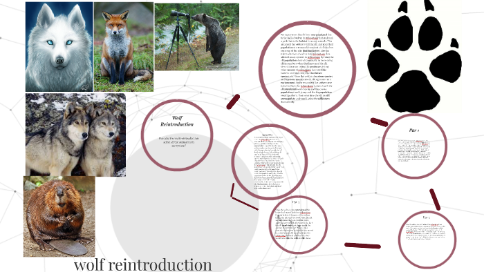 Wolf Reintroduction by Aidan Martens on Prezi