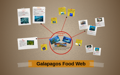 The Galapagos Food Web By Alyssa Smith