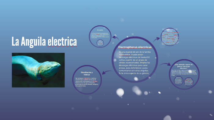 Electrophorus Electricus By Willy Adolfo