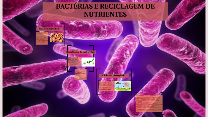 Bactérias e Reciclagem de nutrientes by Naomi katayama on Prezi