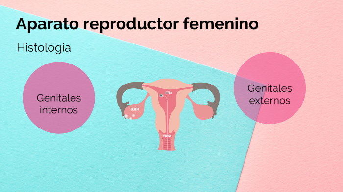 Aparato genital femenino histología by María Meza on Prezi