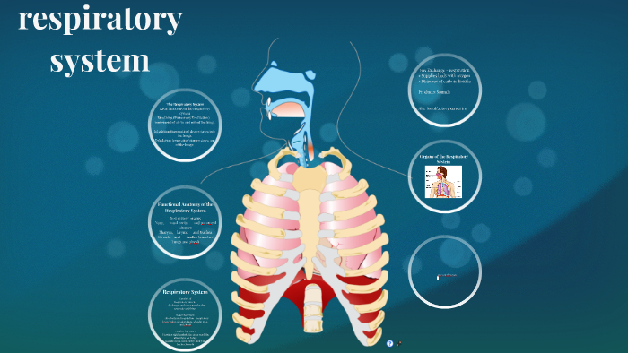 respiratory system by ..... 1 on Prezi