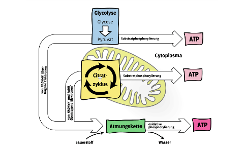 oxidative Decarboxylierung und Citratzyklus by Katharina Görtz on Prezi