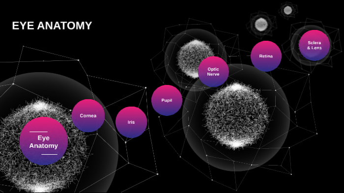 Eye Anatomy by Ellison Martin on Prezi