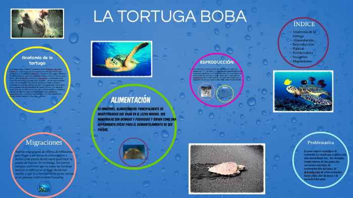 anatomía de la tortuga