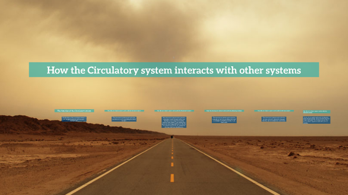 how-the-circulatory-system-interacts-with-other-systems-by-erin-ashley