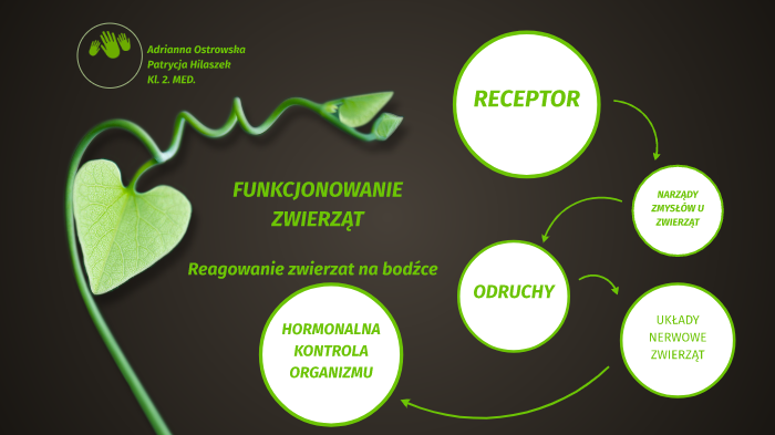 Biologia - Funkcjonowanie zwierząt by Hitomi Chan on Prezi