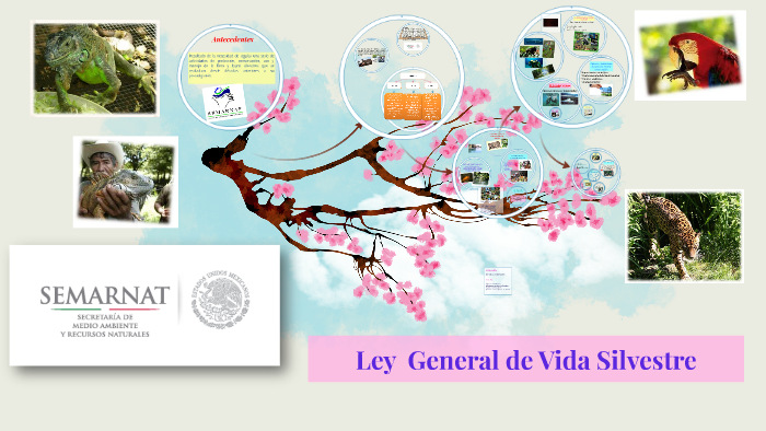 Ley General de Vida Silvestre by Selene Ponce on Prezi Next