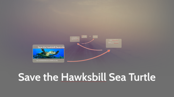Save the Hawksbill Sea Turtle by Ryan Stoner on Prezi