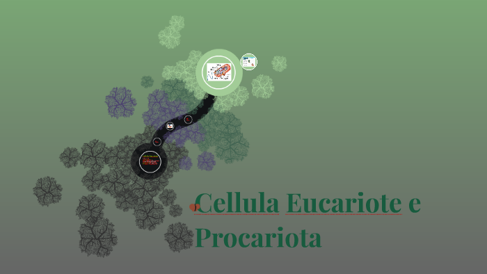 Cellula Eucariota e Procariota by Chiara Martinelli on Prezi