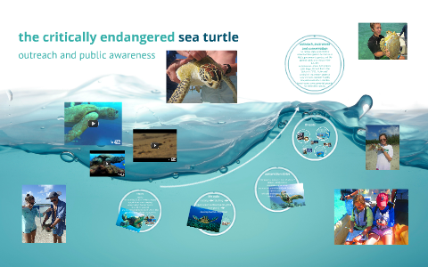 the critically endangered sea turtle by Maria Springs on Prezi