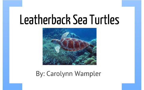 Leatherback Sea Turtles by Carolynn Wampler on Prezi