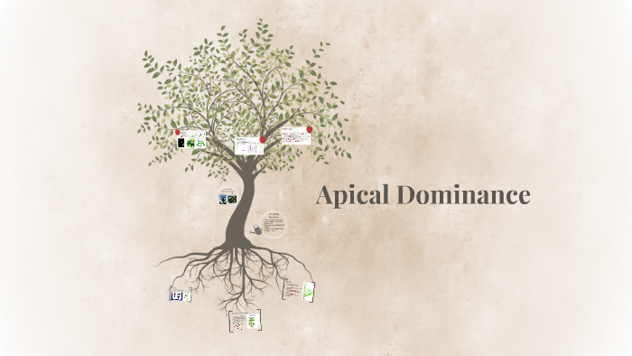 Apical Dominance By H U