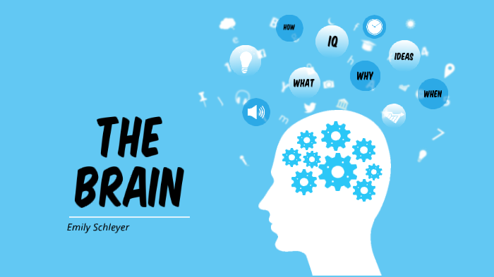 The brain by Emily Schleyer on Prezi