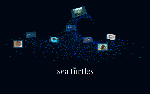 Sea Turtles by Audrey Box on Prezi