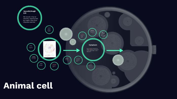 Animal cell by Nicole Everson on Prezi