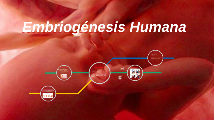 Embriogénesis humana by Yunnuen Delgado on Prezi
