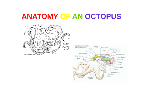 Octopus Inner Structure ANATOMY OF AN OCTOPUS by Brendan Wyly on Prezi