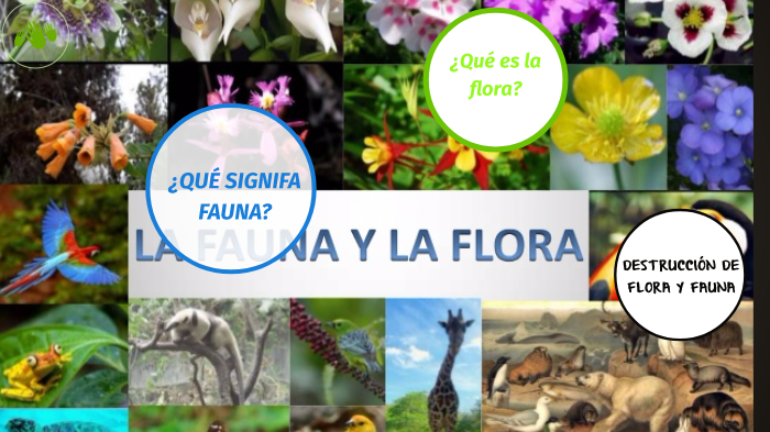 Fauna y flora by cristian marin jaramillo on Prezi Next