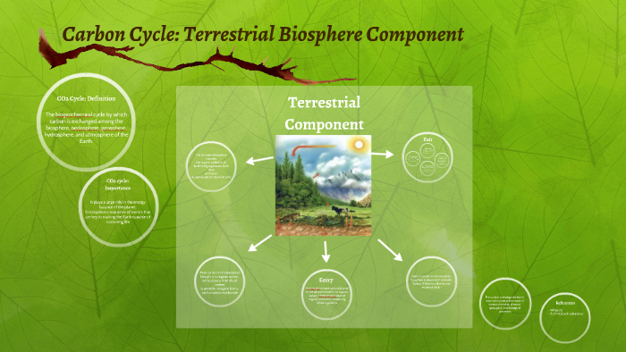 Carbon Cycle: Terrestrial Biosphere Component By Marybeth Hope On Prezi