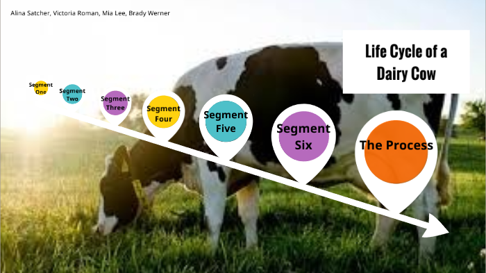 The Life Cycle Of A Cow