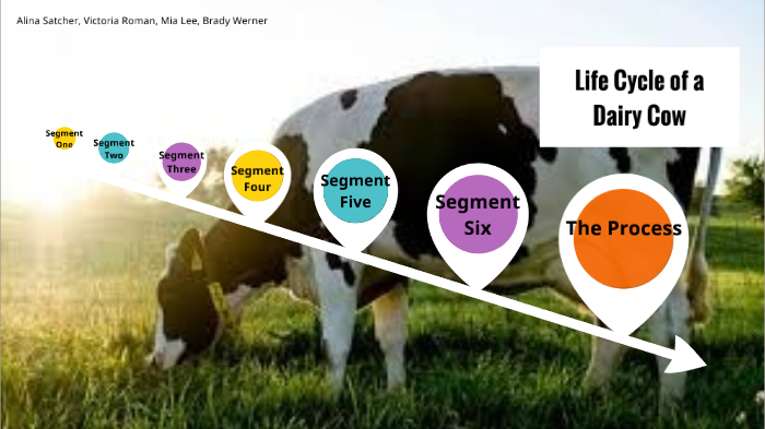 Life Cycle Of A Dairy Cow By Alina Satcher On Prezi