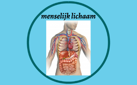 menselijk lichaam by michael polfliet on Prezi